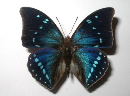 Charaxes zelica