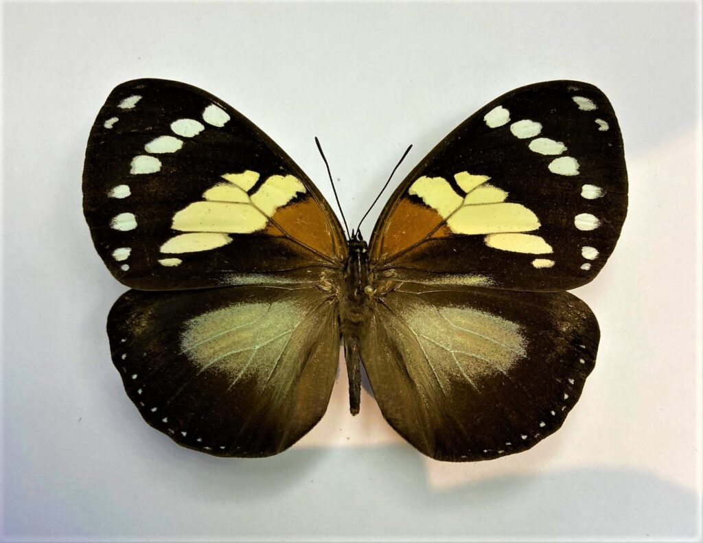Euxanthe trajanus