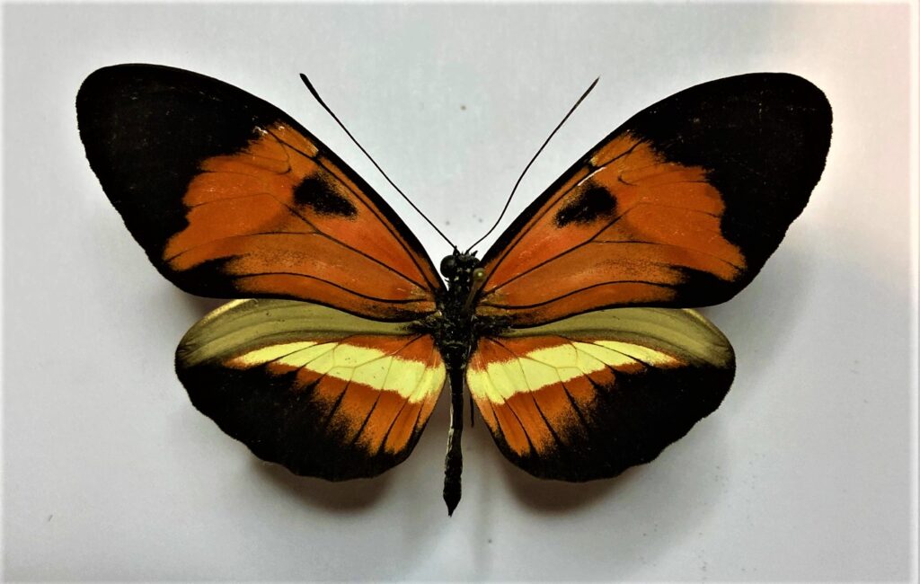 Heliconiidae