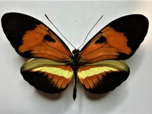 Heliconiidae