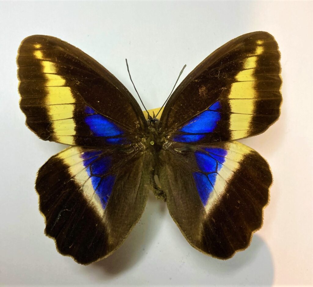 Dasyophthalma rusina