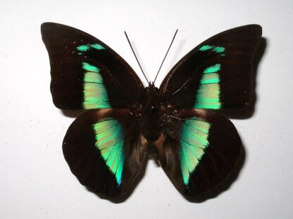 Prepona demophon