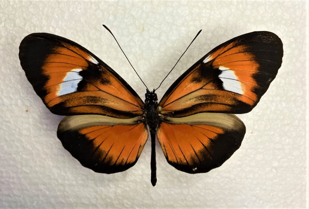 Heliconiidae