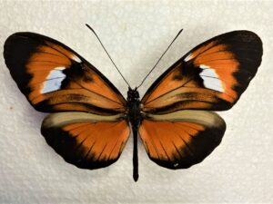 Heliconiidae