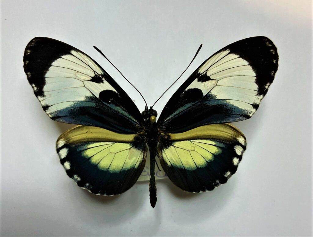 Heliconiidae
