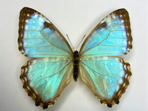 Morpho portis thamyris