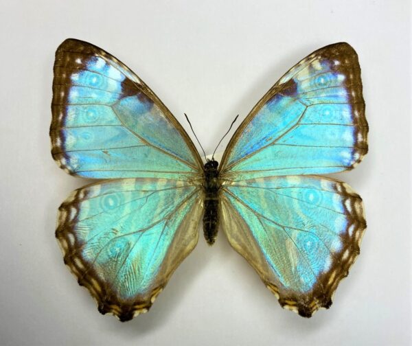 Morpho portis thamyris