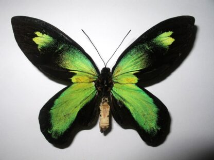 Ornithoptera victoria rubianus