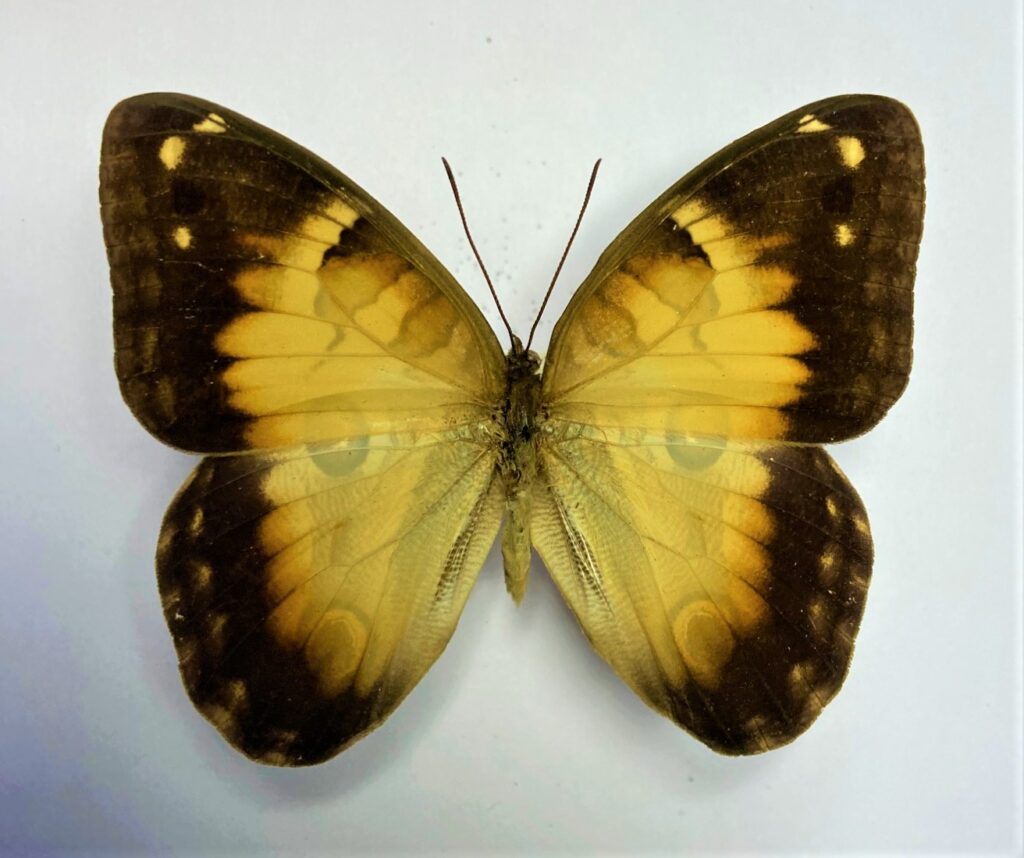 Opsiphanes beata
