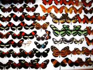 Heliconiidae 10 Stück