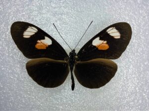 Heliconius melpomene plesseni