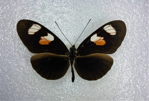 Heliconius melpomene plesseni