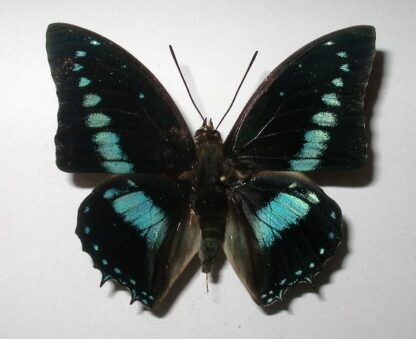 Charaxes imperialis