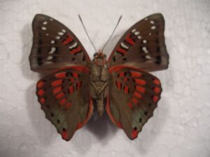 Euthalia adonis adonis