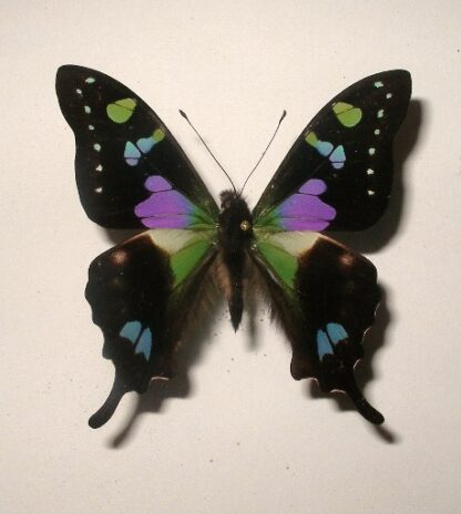 Graphium weiskei