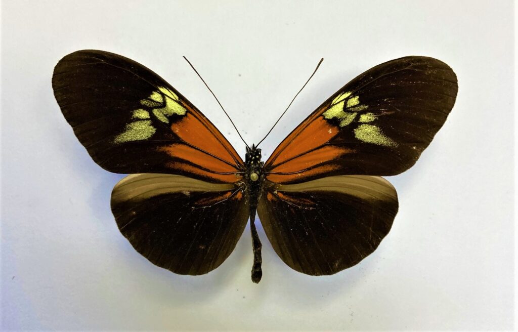 Heliconius melpomene ?
