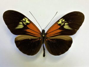 Heliconius melpomene ?