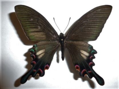Achillides syfanius