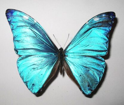 Morpho adonis