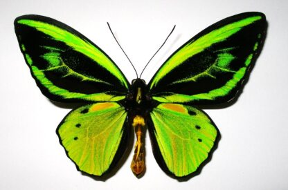 Ornithoptera priamus teucrus
