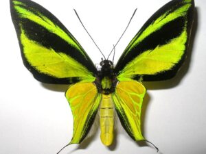 Papilionidae