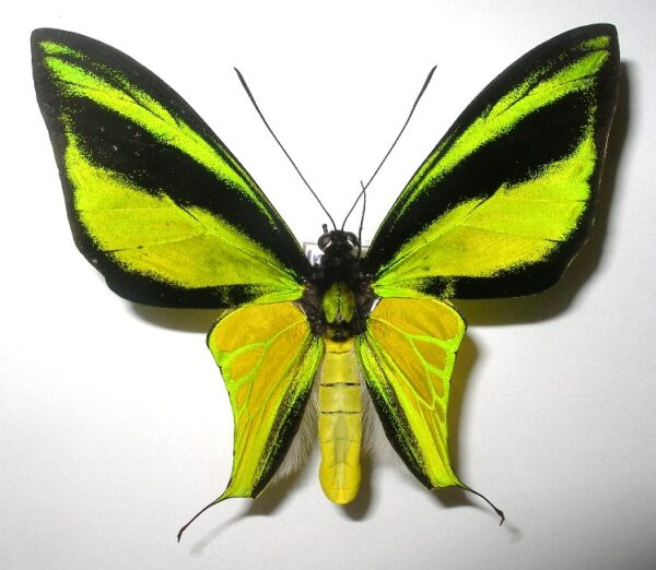 Ornithoptera meridionalis