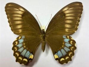 Papilio weymeri