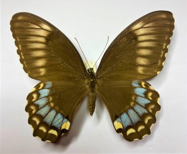 Papilio weymeri