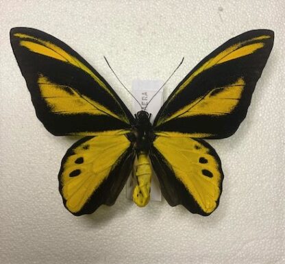 Ornithoptera chiaera chimaera