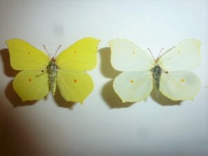 Gonepteryx rhamni