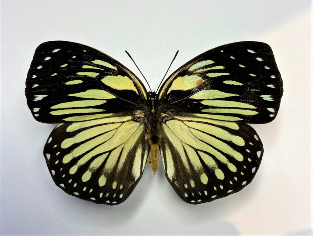 Euxanthe crossleyi