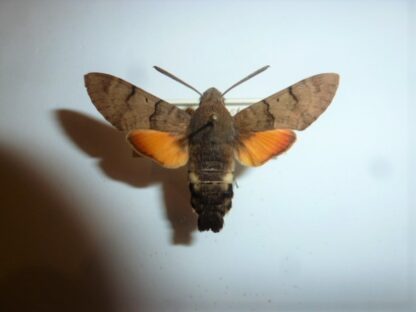 Macroglossum stellatarum