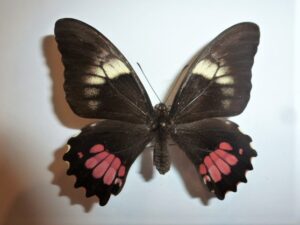 Papilio anchisiades