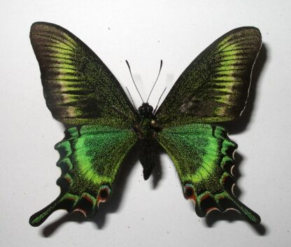 Achillides maackii