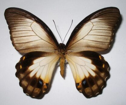 Papilio aegeus