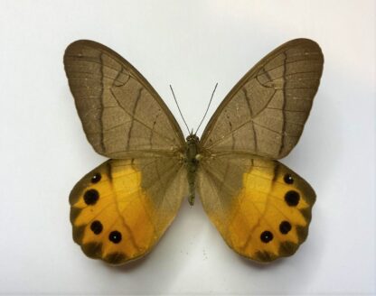 Pierella nereis