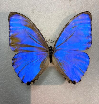 Morpho rhodopteron