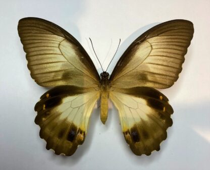 Papilio aegeus