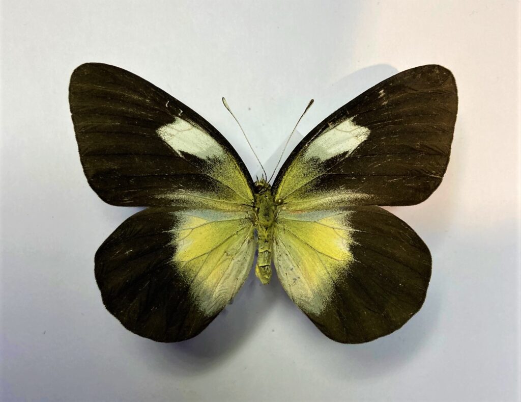 Delias aruna Schmetterlingladen