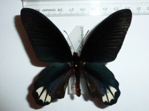 Atrophaneura calecenmus