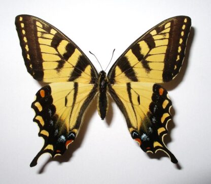 Papilio glaucus
