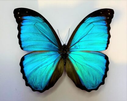 Morpho menelaus maponis