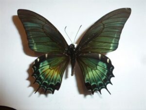 Papilio andregeus