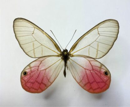 Cithaerias  aurorina