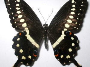 Papilio lormieri