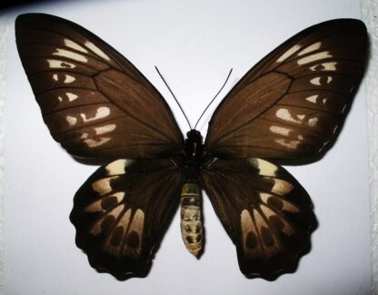 Ornithoptera priamus priamus
