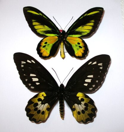 Ornithoptera rothschildi