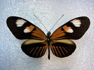 Heliconiidae