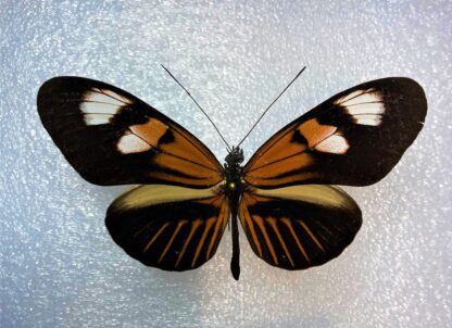 Heliconiidae