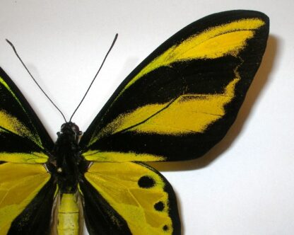 Ornithoptera tithonus misresiana
